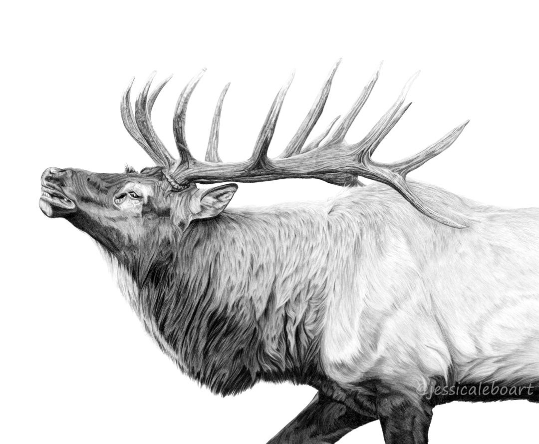 Elk Pencil Drawings at Explore collection of Elk