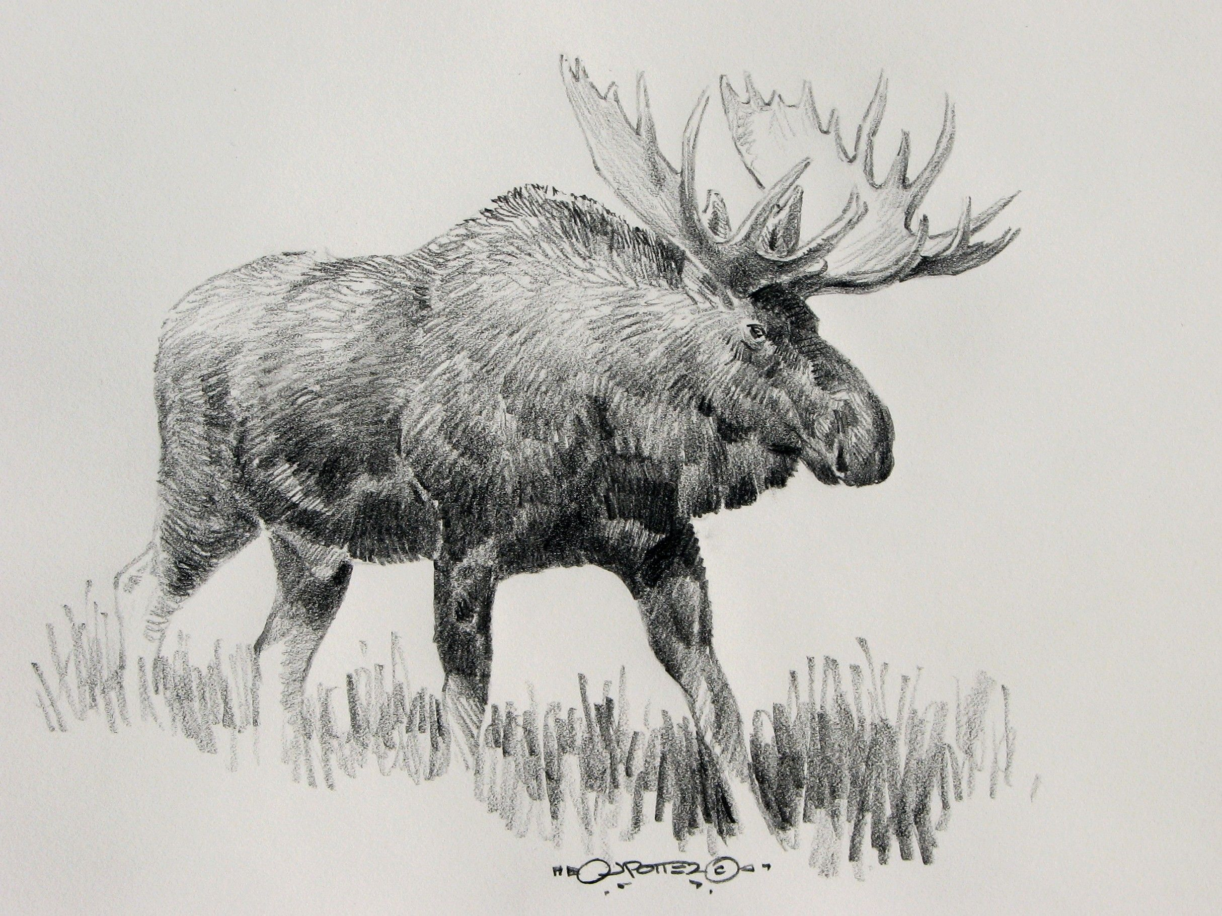 2428x1820 Pencil Drawings Of Elk And Character Design References - Elk Pencil Drawings