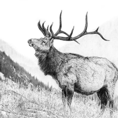400x400 Sketch Art, Pencil Drawings Tag Elk Archives - Elk Pencil Drawings