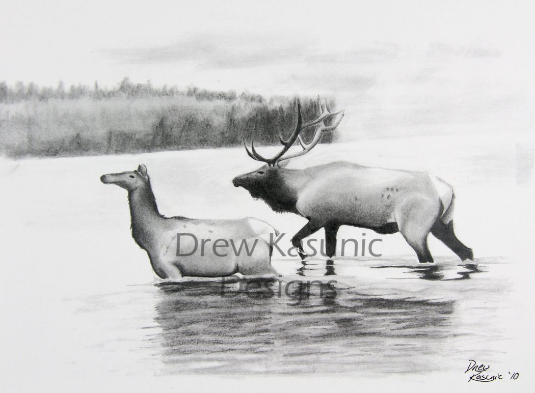 1050x772 still waters original pencil drawing - Elk Pencil Drawings