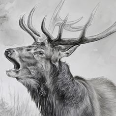 236x236 beautiful pencil drawing of a bull elk elk drawings, pencil - Elk Pencil Drawings