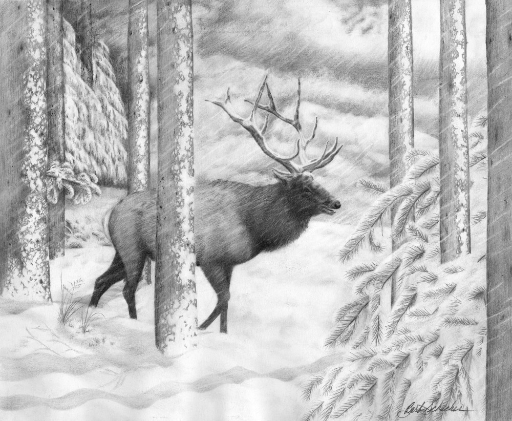 1000x822 weathering the original wildlife pencil drawing - Elk Pencil Drawings