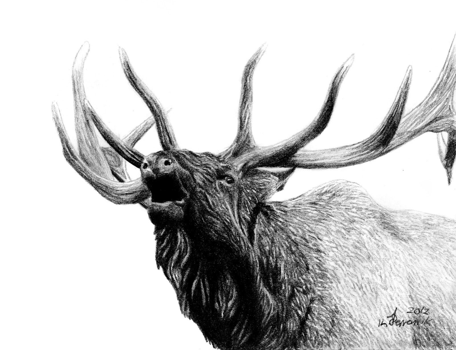 1600x1230 Tranh In Tattoo, Drawings - Elk Pencil Drawings