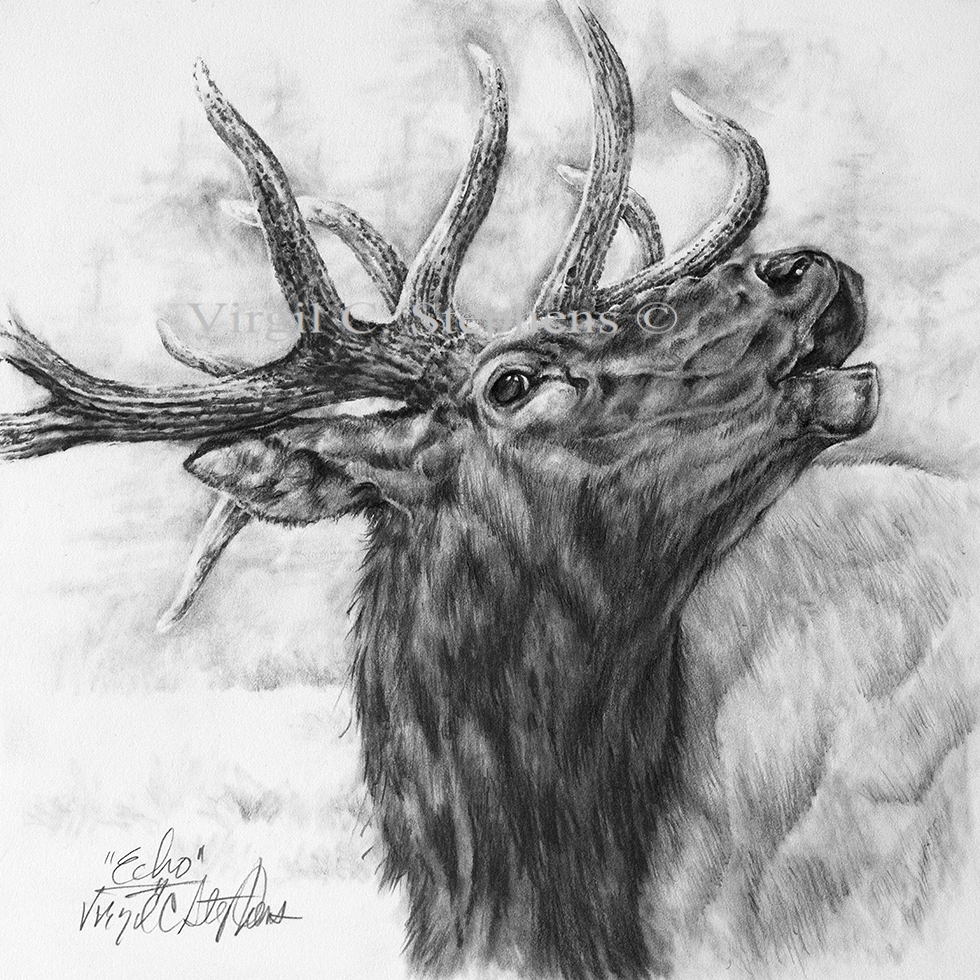 Elk Pencil Drawings at Explore collection of Elk