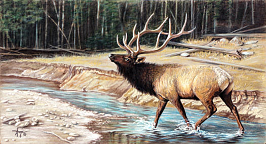 525x284 Elk Crossing Drawing - Elk Pencil Drawings