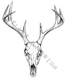 Elk Skull Drawing at PaintingValley.com | Explore collection of Elk ...