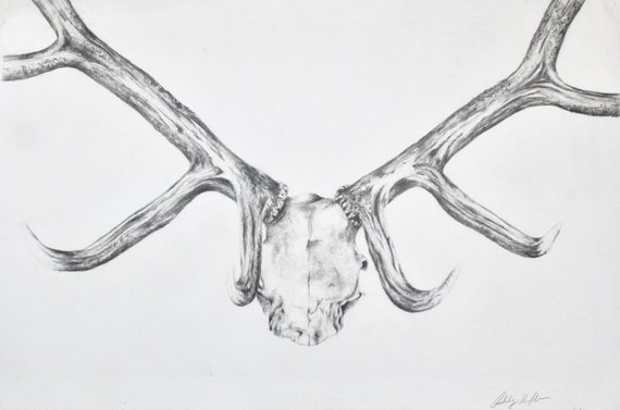 570x377 elk graphite drawing giclee print drawing elk hunting hunter etsy - Elk Skull Drawing