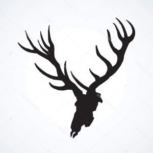300x300 Stock Illustration Skull Of Deer Vector Drawing Lazttweet - Elk Skull Drawing