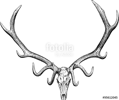 500x423 Vintage Drawing Stag Horn Stock Photo And Royalty Free Images - Elk Skull Drawing