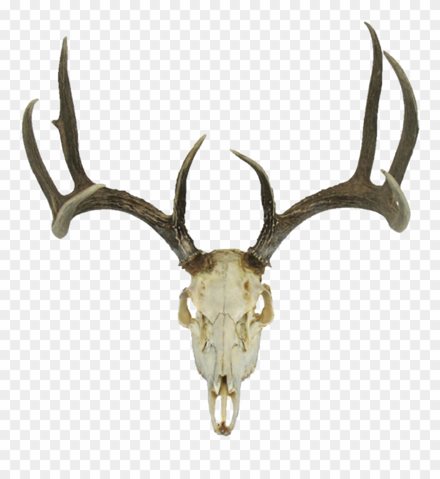 880x958 Deer Skull Drawing Earth Clipart - Elk Skull Drawing