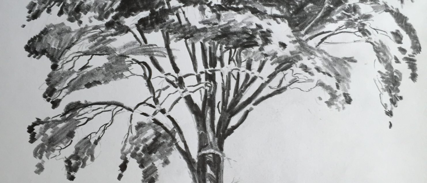 1482x635 Elm Tree Drawing Ojwla - Elm Tree Drawing