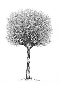 212x300 Elm Tree Drawings Fine Art America - Elm Tree Drawing