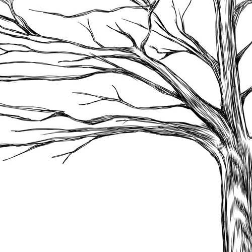 Elm Tree Drawing at Explore collection of Elm Tree