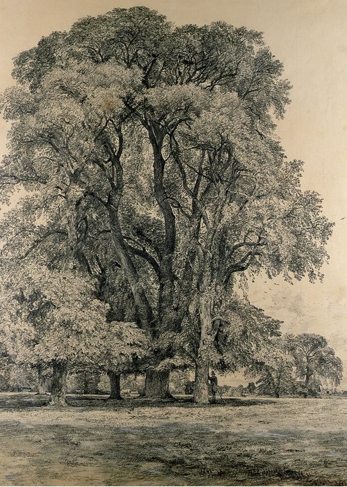 500x700 Elm Trees In Old Hall Park Greeting Card For Sale - Elm Tree Drawing