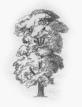 274x356 Elm Tree Drawing Art Drawing Drawings, Art Drawings, Art - Elm Tree Drawing