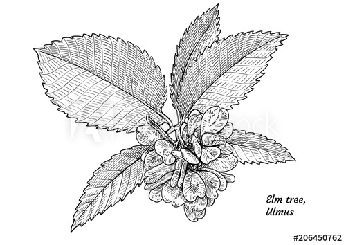 500x354 Elm Tree Leaf, Fruits, Branch Illustration, Drawing, Engraving - Elm Tree Drawing