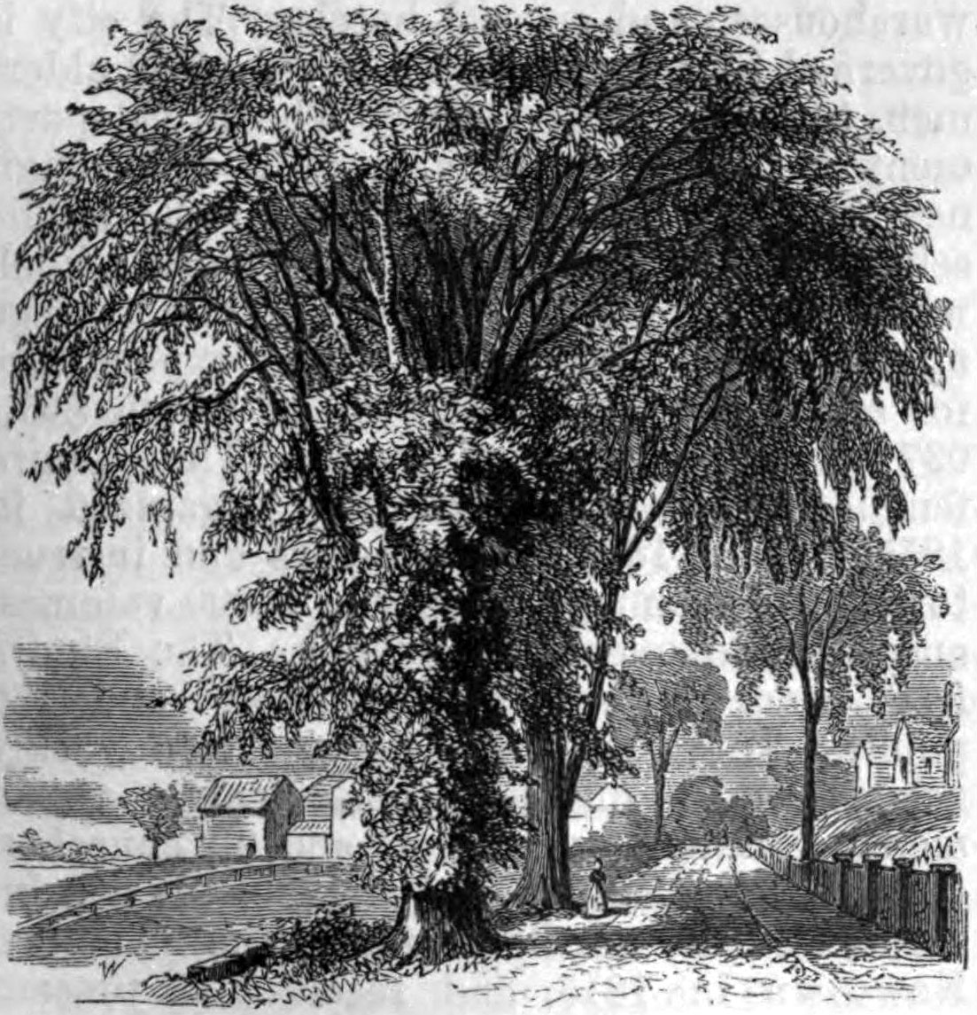 Elm Tree Drawing at Explore collection of Elm Tree