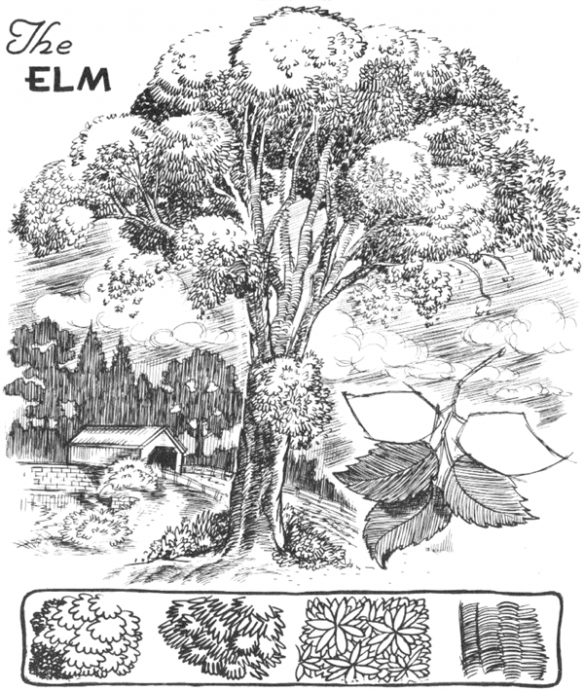 584x691 how to draw trees, bark, twigs, leaves and foliage drawing - Elm Tree Drawing