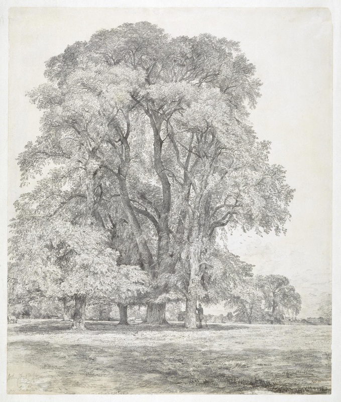Elm Tree Drawing at Explore collection of Elm Tree