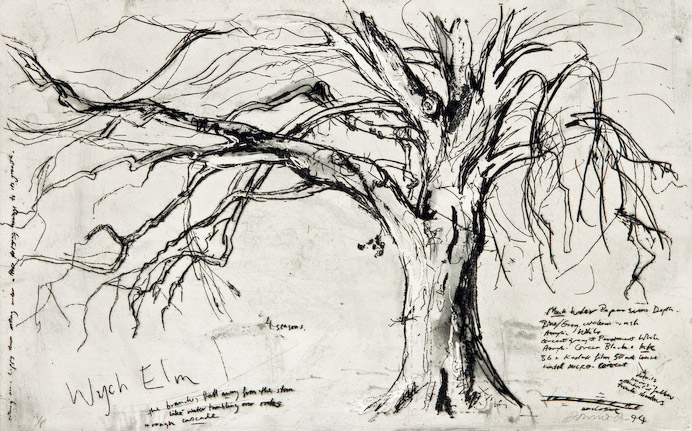 692x431 Kate Downie - Elm Tree Drawing