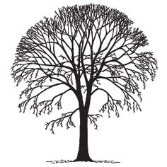 236x236 Best Elm The Tree Images Elm Tree, Liberty Tree, Deciduous Trees - Elm Tree Drawing