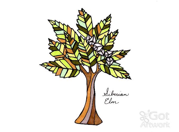 600x443 Siberian Elm Tree Drawing - Elm Tree Drawing