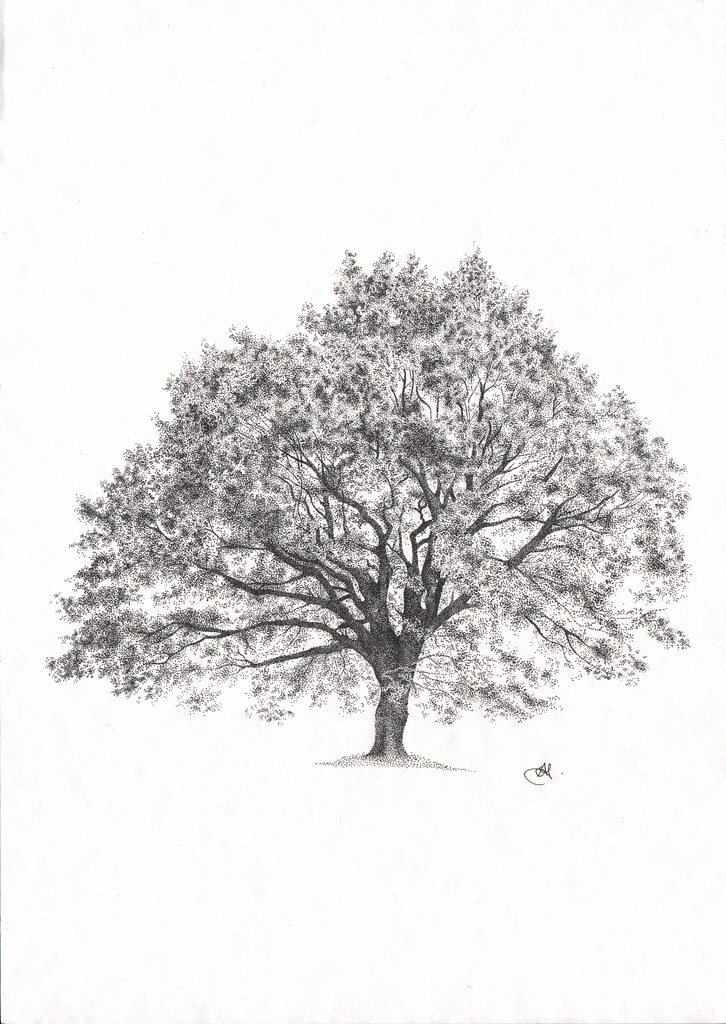 Elm Tree Drawing at Explore collection of Elm Tree