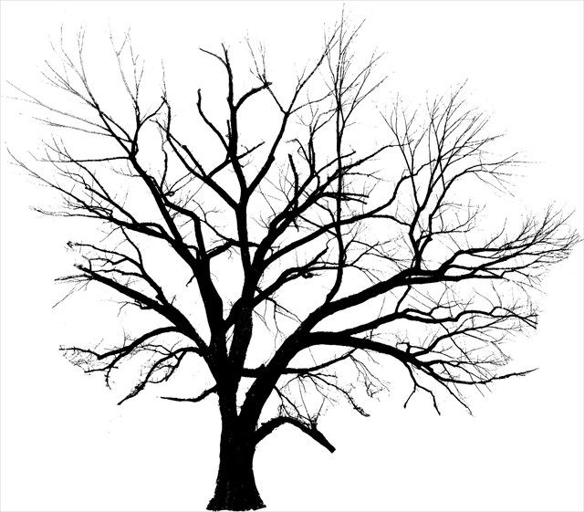 640x561 American Elm Silhouette Tattoos Tree Line Drawing, Elm Tree - Elm Tree Drawing