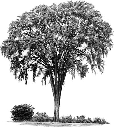 401x450 Tree American Elm - Elm Tree Drawing