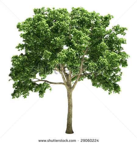 450x470 Elm Tree Vector Images - Elm Tree Drawing