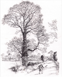 240x298 brt the berkeley reafforestation trust - Elm Tree Drawing