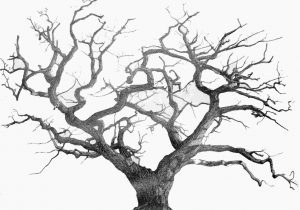 300x210 Color Best Ways To Identify An Elm Tree Wikihowrhwikihowcom Oak - Elm Tree Drawing