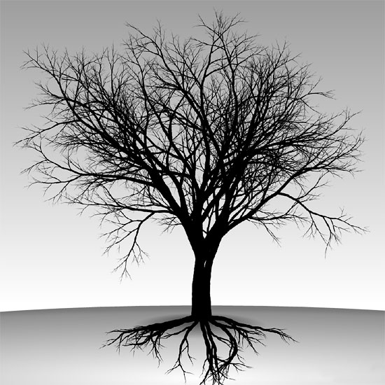 550x550 elm tree branching experiment - Elm Tree Drawing