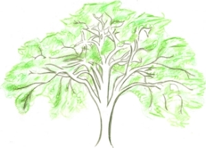 300x216 Elm Tree Drawing - Elm Tree Drawing