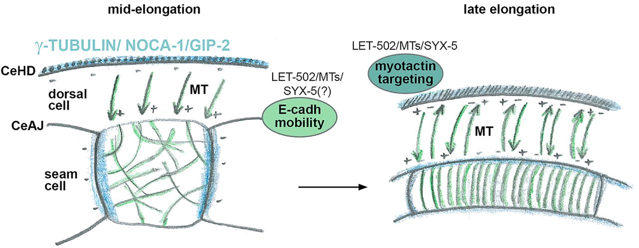 1280x497 non centrosomal epidermal microtubules act in parallel to let - Elongation Drawing