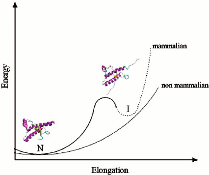 426x356 Schematic Drawing Of Energy Vs Elongation Of Mammalian - Elongation Drawing