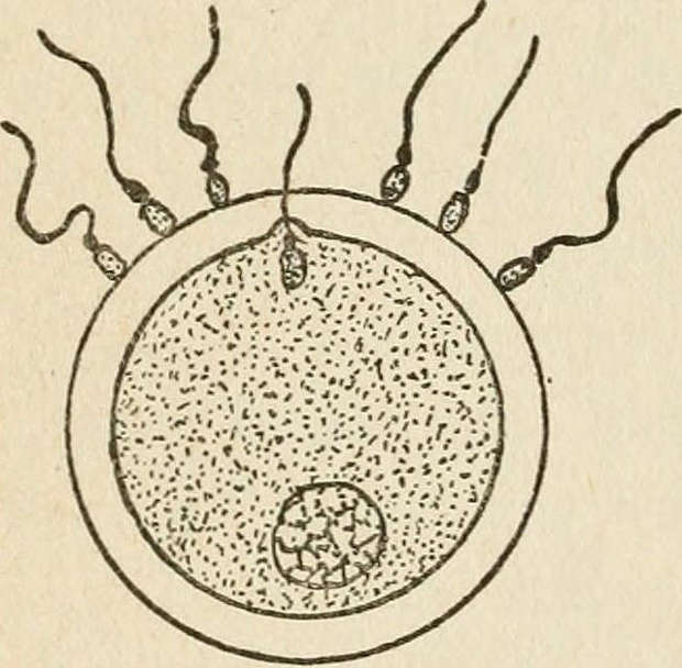 620x608 embryo watch the scientist - Embryo Drawing