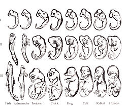 250x219 embryo drawing - Embryo Drawing