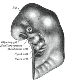 220x268 embryo drawing - Embryo Drawing