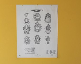 340x270 embryo drawing etsy - Embryo Drawing