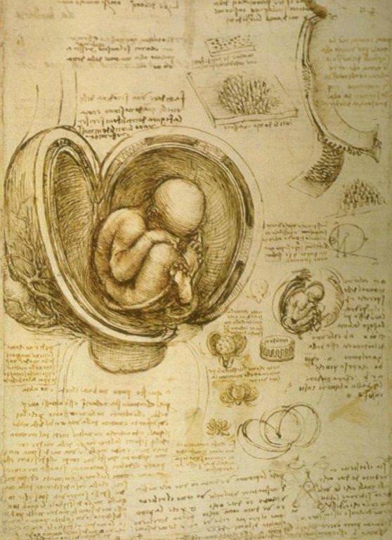 558x768 embryo in the womb - Embryo Drawing