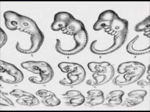 480x360 haeckel's bogus embryo drawings - Embryo Drawing