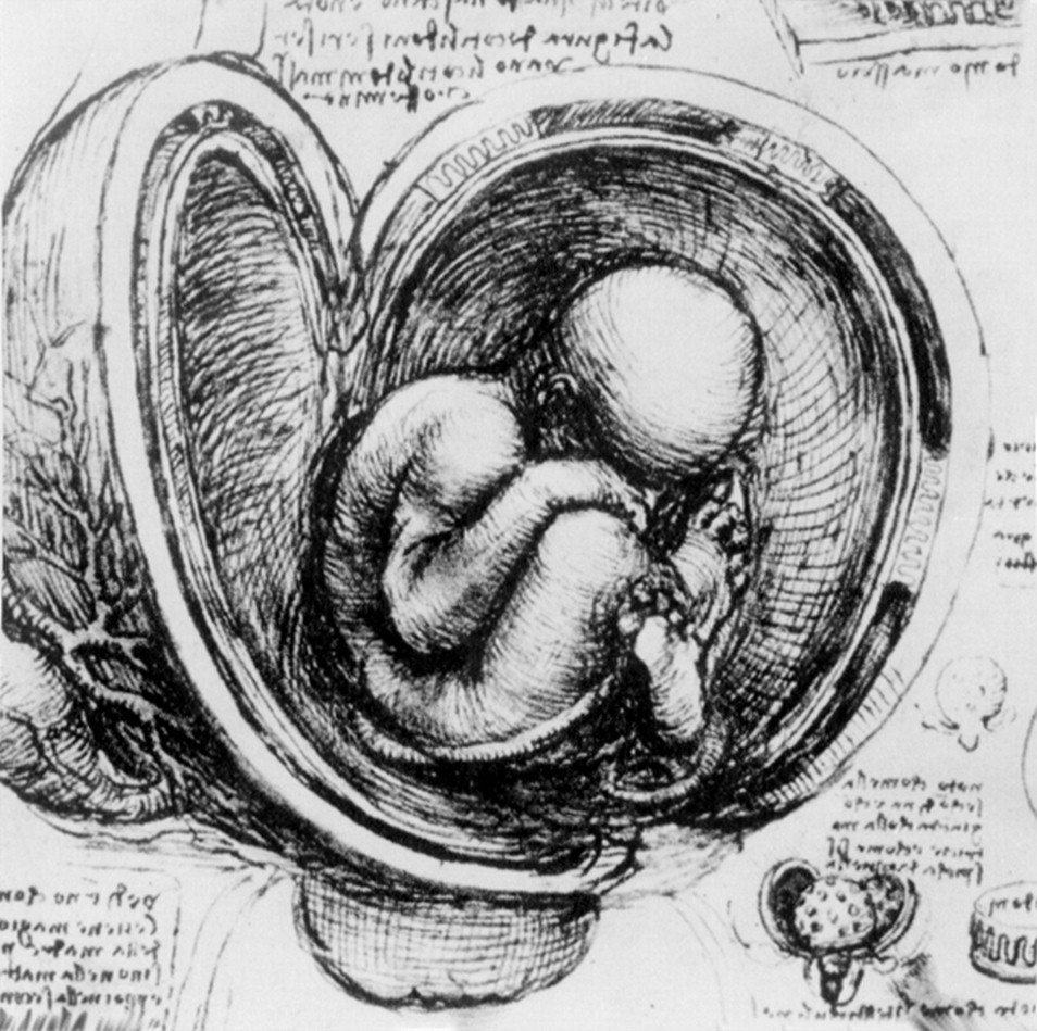 954x949 leonardo da vinci and reproductive anatomy adc fetal - Embryo Drawing
