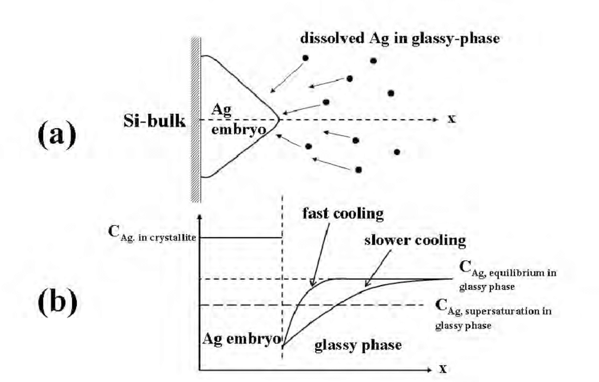 850x543 a schematic cross section drawing of the ag embryo on si bulk - Embryo Drawing
