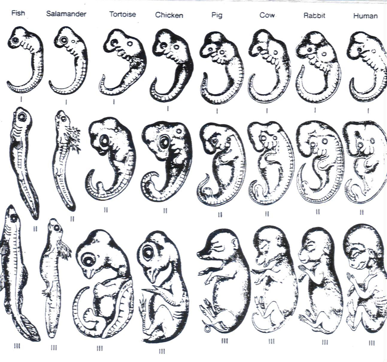 1293x1209 embryo compare - Embryo Drawing