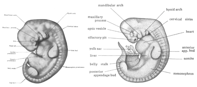 Cunningulus Pictures