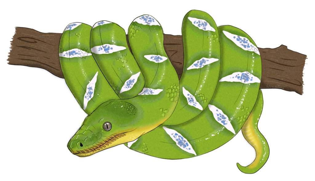 1024x590 emerald tree boa drawing - Emerald Drawing