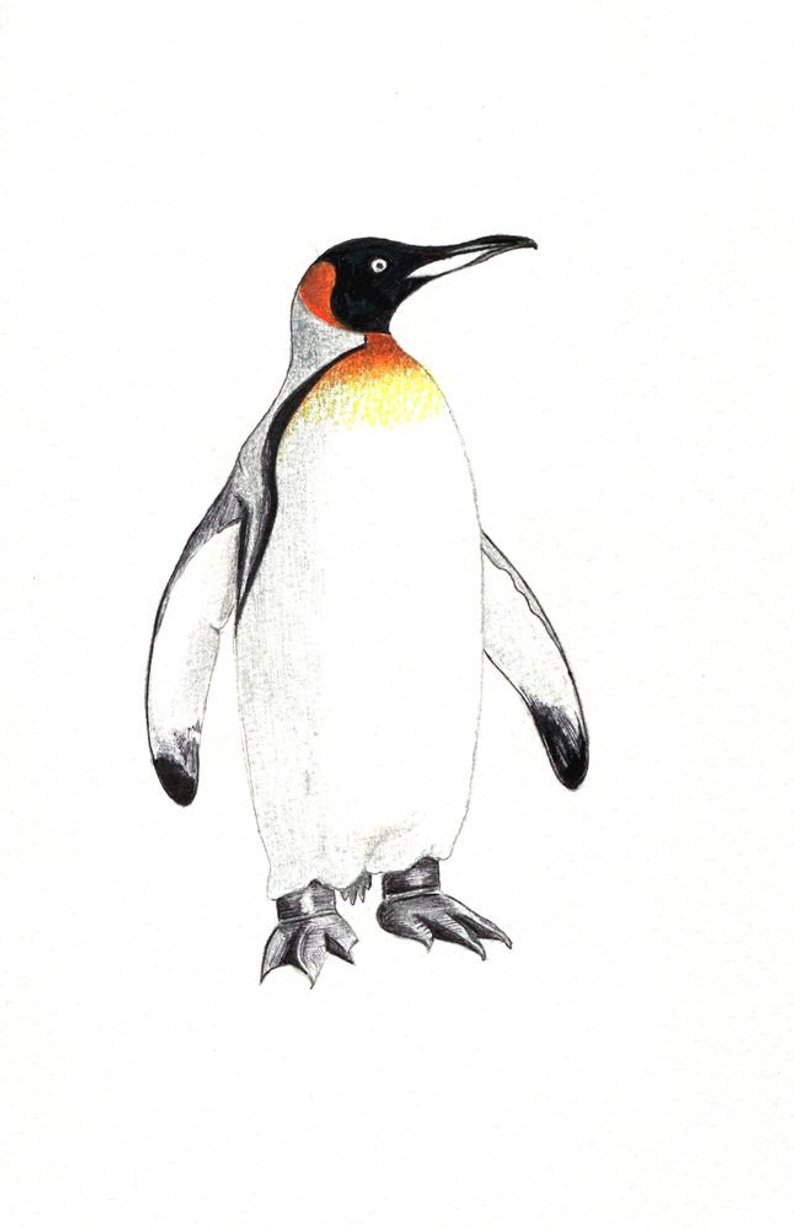 Emperor Penguin Drawing at Explore collection of