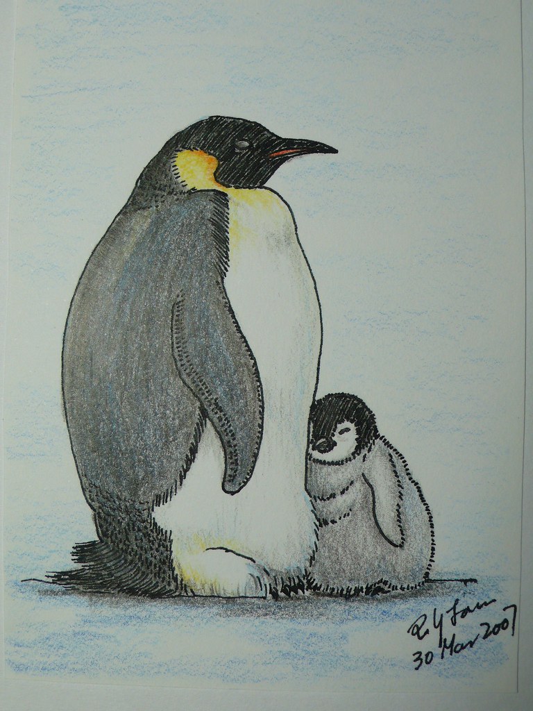 768x1024 emperor penguin color pencil drawing poyee - Emperor Penguin Drawing
