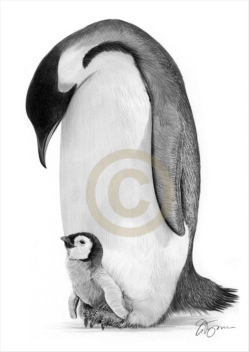 794x1124 emperor penguin pencil drawing print wildlife art artwork etsy - Emperor Penguin Drawing